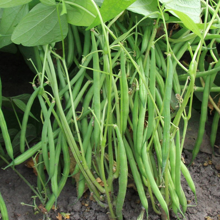بذر لوبیا سبز سان ری بوته ای