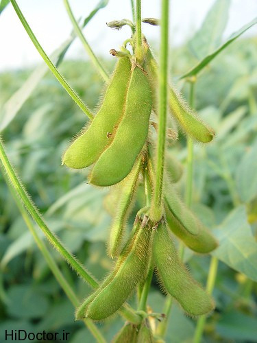 بذر سویا