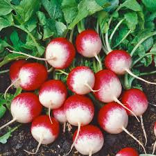 بذر تربچه چری دورنگ قرمزسفید