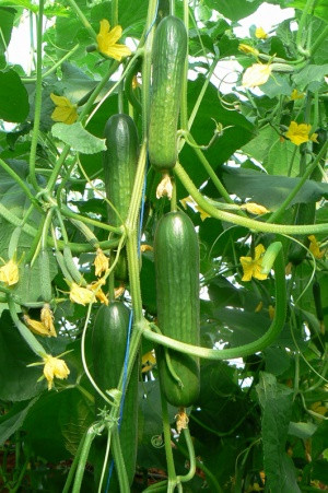 بذر خیار گلخانه ای هیبرید ناگینF1