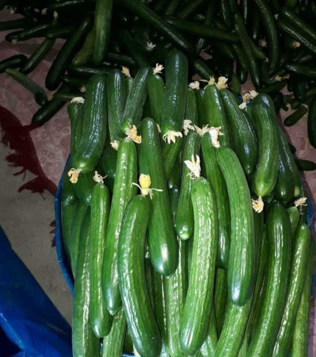 بذر خیار گلخانه ای هیبرید ناگینF1