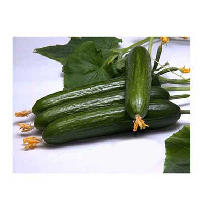 بذر خیار زمینی آمریکایی پولاریس مدل وندا VANDA F1