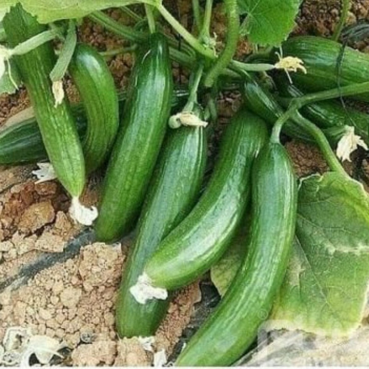 بذر خیار زمینی آمریکایی پولاریس مدل وندا VANDA F1