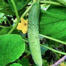 بذر خیار محلی درختی گیلان