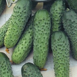 بذر خیار خاردار بوته ای مناسب خیار شور