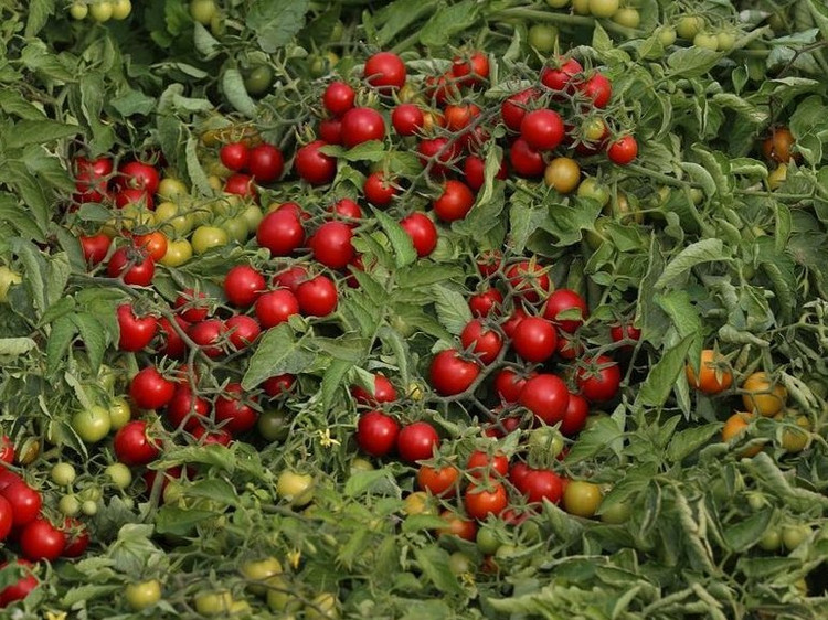 بذر گوجه فرنگی هیبرید گیلاسی 024 کانیون ایتالیا