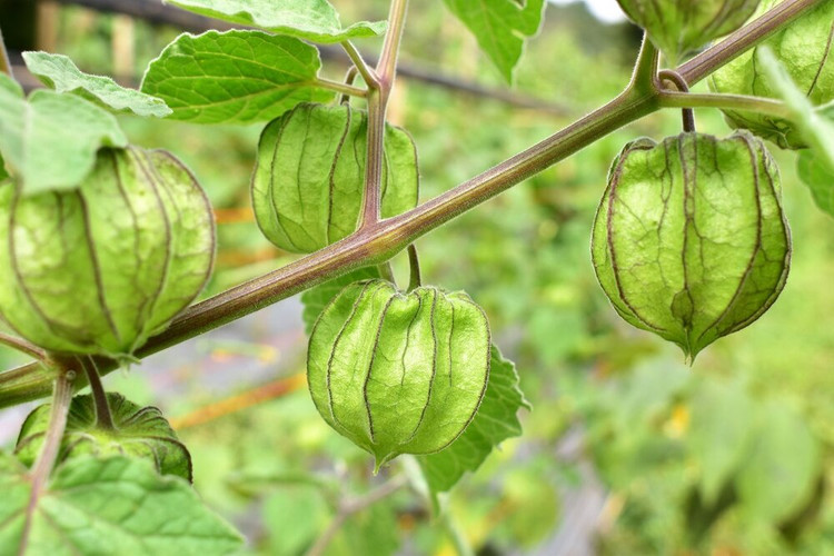 فیسالیس نارنجی(عروسک پشت پرده)