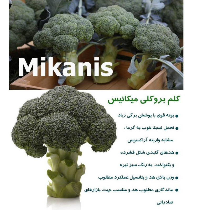 بذر کلم بروکلی رقم میکانیس کانیون ایتالیا