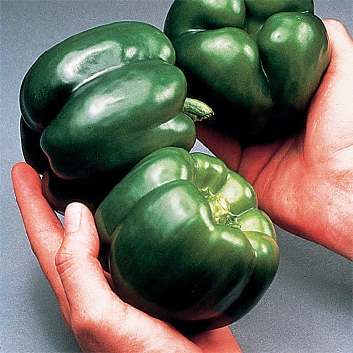 بذر فلفل دلمه سبز کالیفرنیا