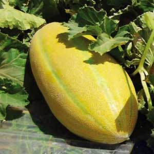 بذر خربزه خاتون جام ثمینبذر