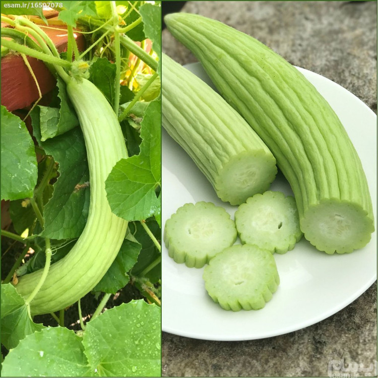 بذر دستی خیار چنبر