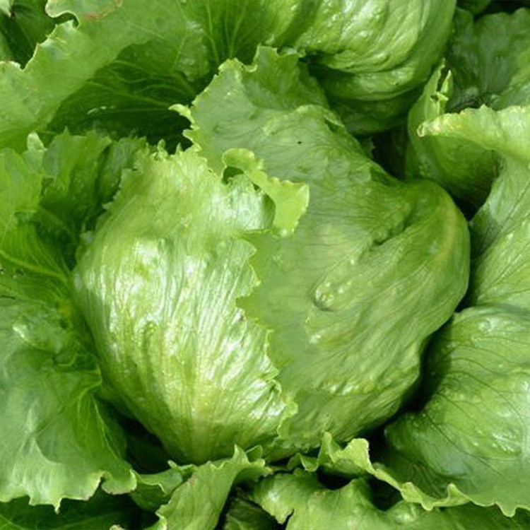 بذر کاهو استاندارد آیس برگ ایران بذر