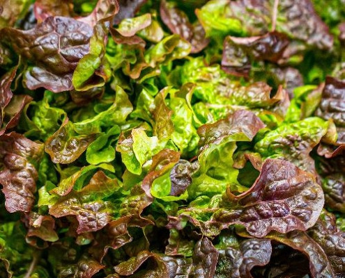 بذر کاهو قرمز سالادی Red salad bowl