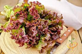 بذر کاهو قرمز سالادی Red salad bowl