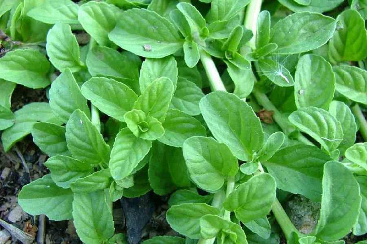 بذر خالواش(کوت کوته)