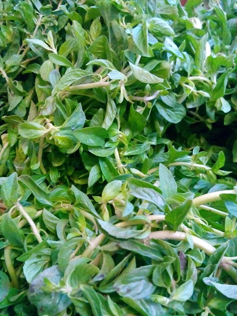 بذر خالواش(کوت کوته)