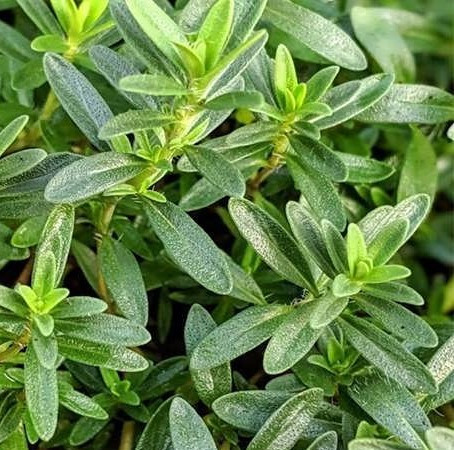 بذر سبزی مرزه پرگ پهن