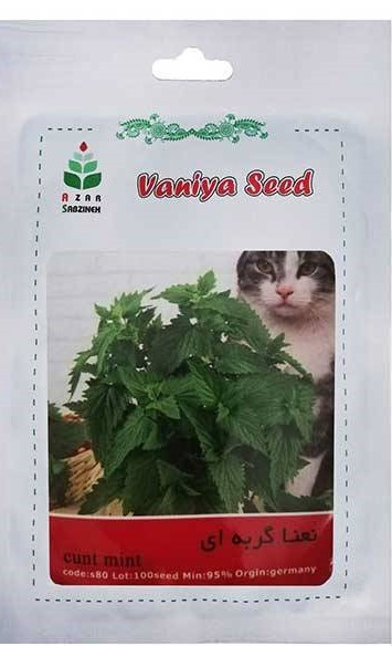 بذر نعناع گربه ای