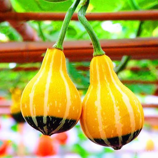 بذر کدو گلابی میکس