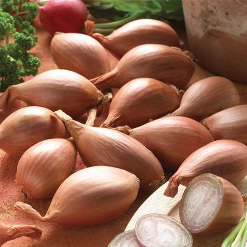 بذر پیاز شیرین ایتالیایی(موسیر)