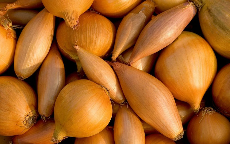 بذر پیاز شیرین ایتالیایی(موسیر)