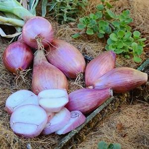 بذر پیاز شیرین ایتالیایی(موسیر)