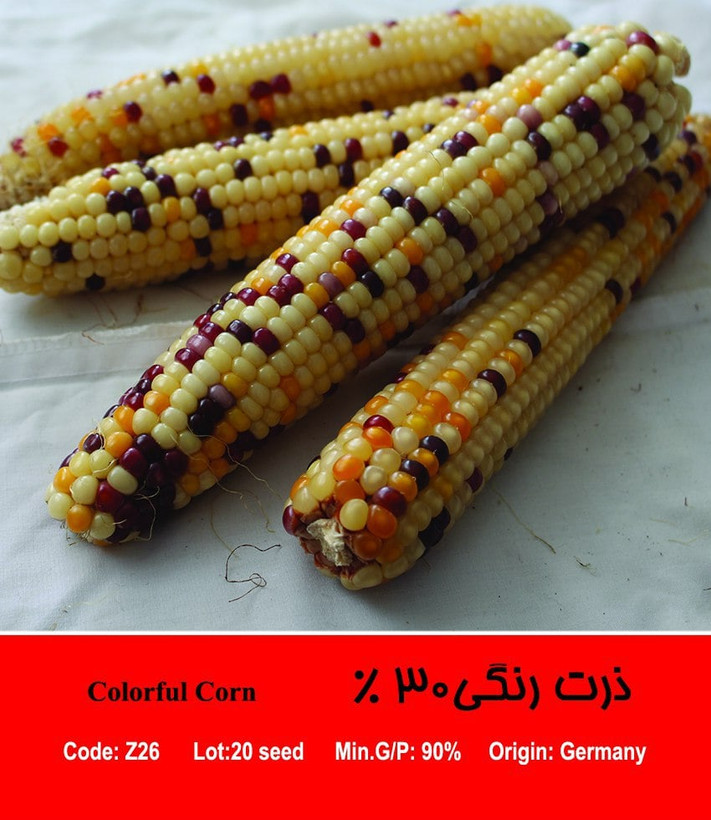 بذر ذرت رنگی ۵۰ درصد
