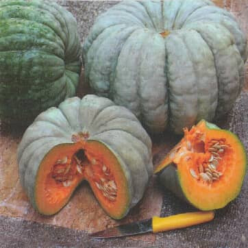 بذر کدو عروسکی سبز