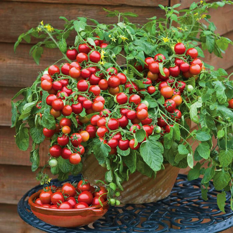 بذر گوجه چری قرمز درختی
