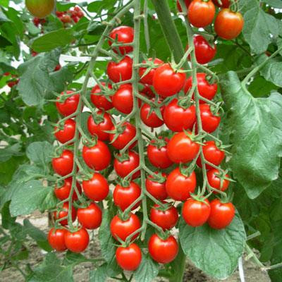 بذر گوجه چری قرمز درختی
