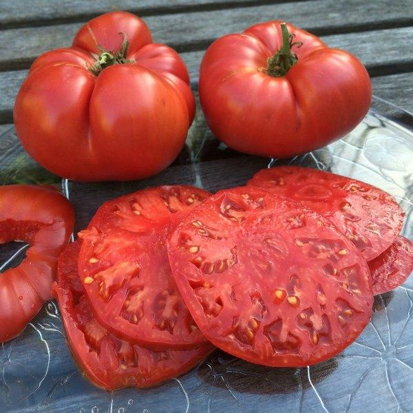 بذر گوجه غول قرمز درختی