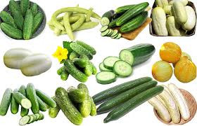 میکس انواع بذر خیار