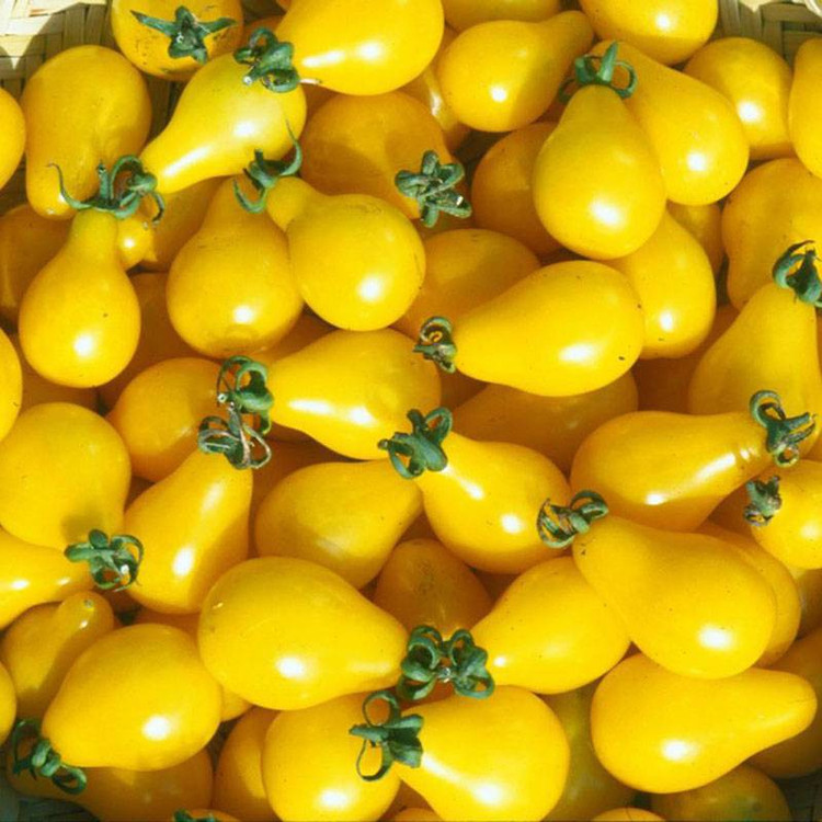 بذر گوجه گلابی زرد درختی