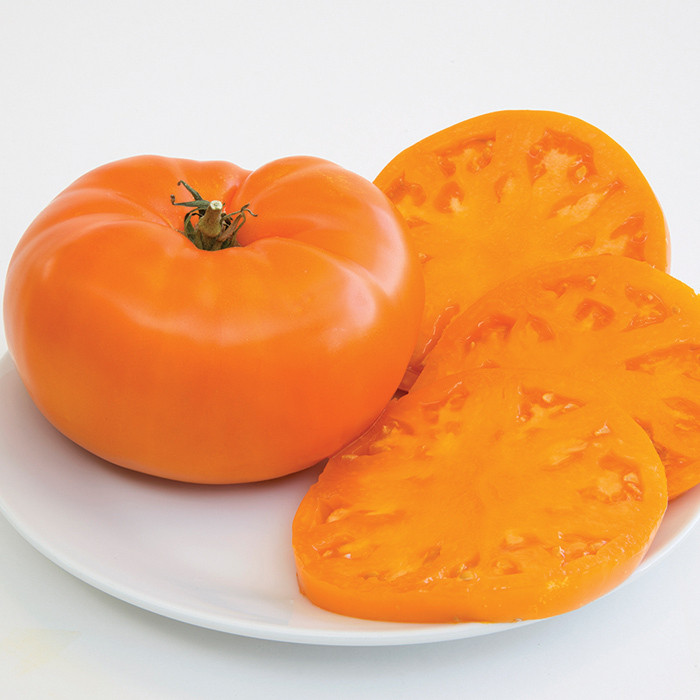 بذر گوجه فرنگی نارنجی بوته ای