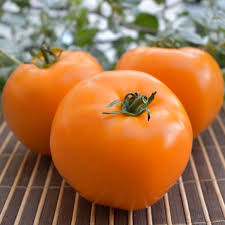 بذر گوجه فرنگی نارنجی بوته ای