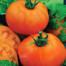 بذر گوجه فرنگی نارنجی بوته ای