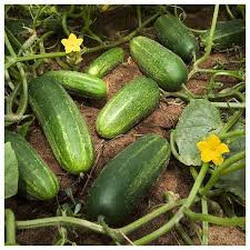 بذر خیار اصفهانی