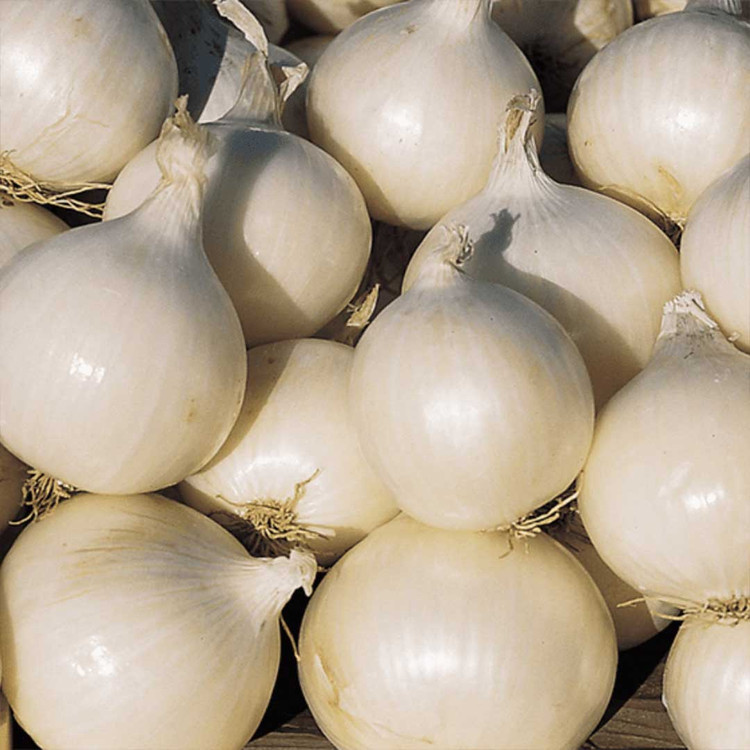 بذر پیاز سفید