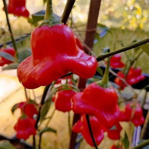 بذر فلفل ستاره ای قرمز