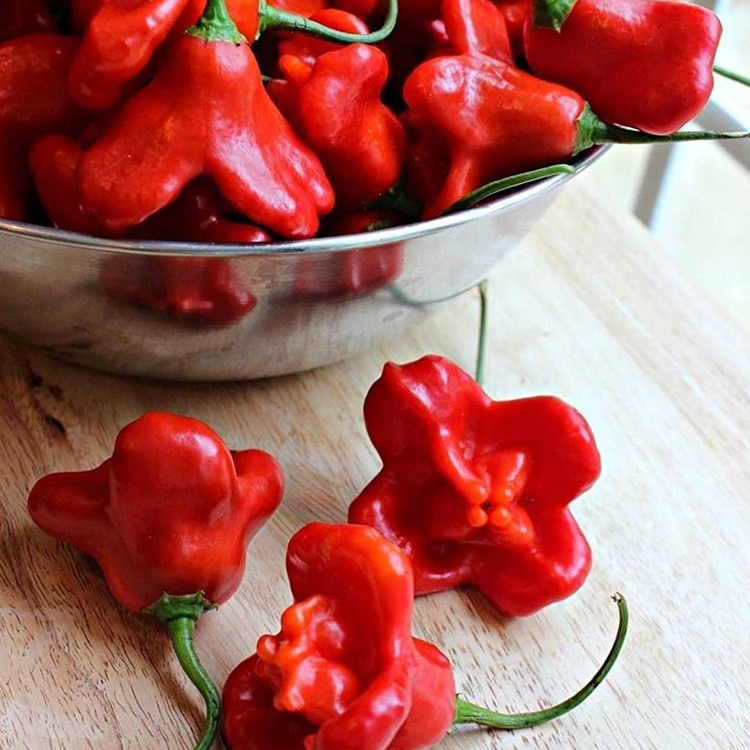 بذر فلفل ستاره ای قرمز