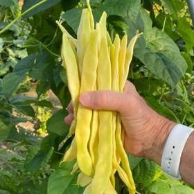 بذر کمیاب لوبیا غلاف بلند زرد رقم شگفتی ونیز