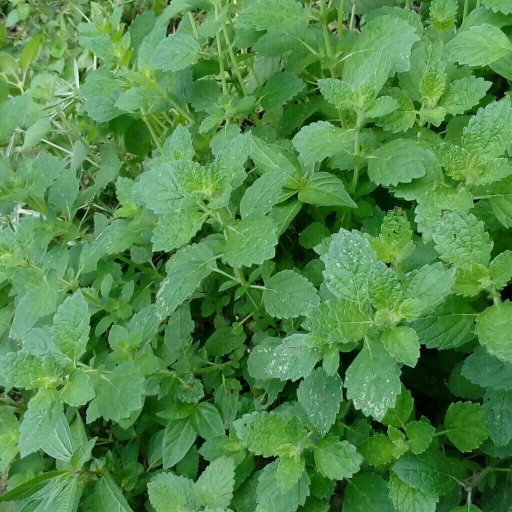 بذر وارنگ بو یا ورانبو