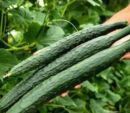 بذر خیار ژاپنی یاماتا مخصوص تهیه سوشی