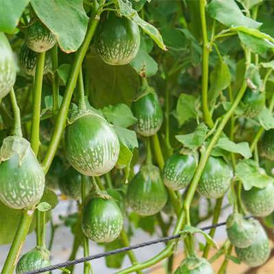بذر بادمجان سبز کرمیت