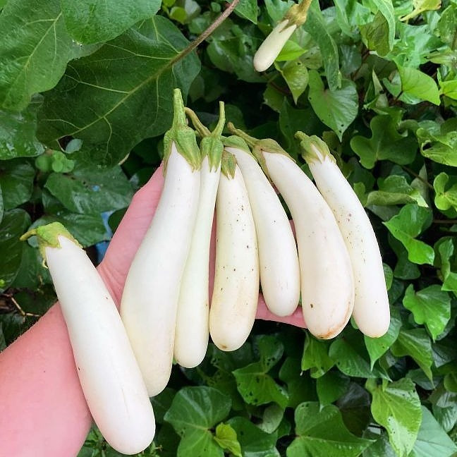 بذر بادمجان قلمی سفید