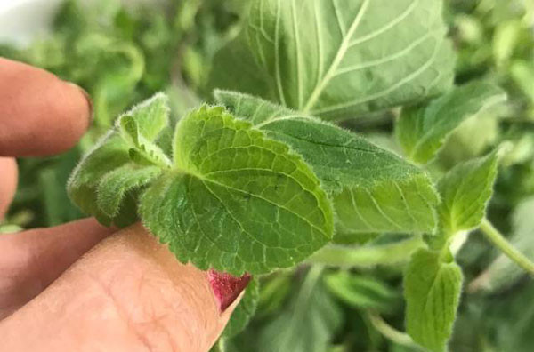 پک سبزیجات معطر شمالی