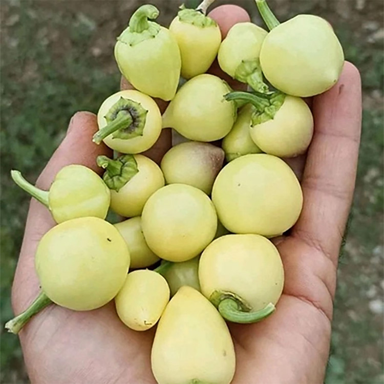 بذر فلفل مرمری