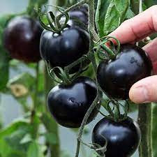 بذر گوجه گیلاسی چری سیاه