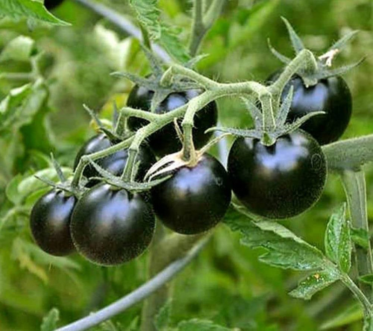 بذر گوجه گیلاسی چری سیاه