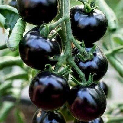 بذر گوجه فرنگی گیلاسی چری سیاه